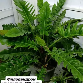 филодендрон