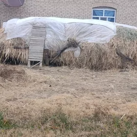 Ýorunja ot gatyşykly.