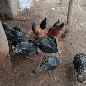 ой хайванлари