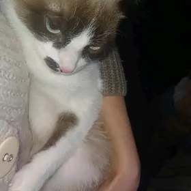 Siyamiski Erkek Pişik