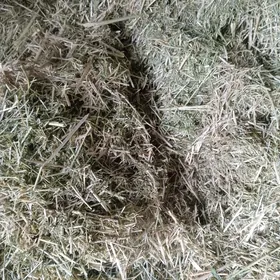 увелен тайын от