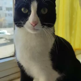 Отдадим котенка в добрые руки