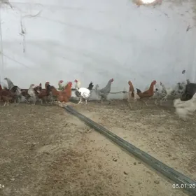 Horaz ýaş horozlar