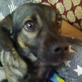 звоночек,мальчик