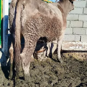 Gysyr 1 yil baklan sygyr