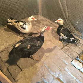 ördök horoz we iki mäki