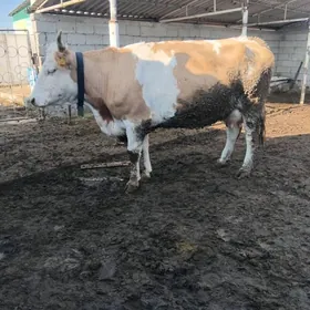 SIMENTAL BOGAZ SYGYR