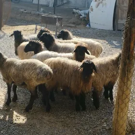 Bakylan tokly işşek