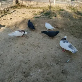 kepderi кепдери голуб