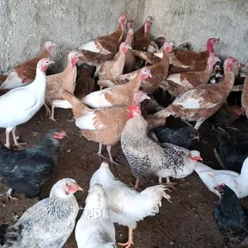 induk horaz towuk sisarka