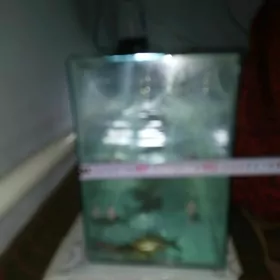 akvarum