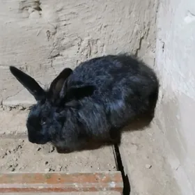 Крольчиха, Towşen