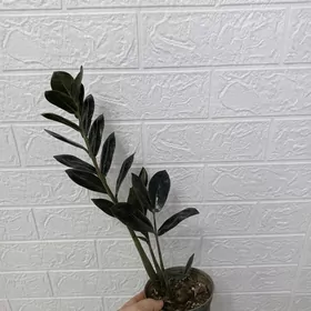 ЧЁРНЫЙ ЗАМИК