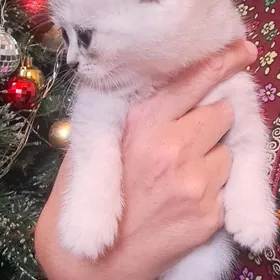 шотландские котята