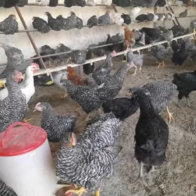 Towuk Dominant horaz!