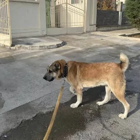 Turkmen alabay it gujik