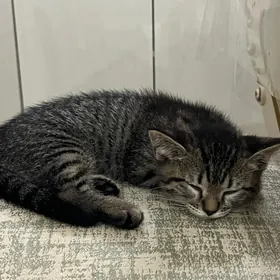 pişik/котенок