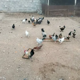 Yerli tohum horazlar