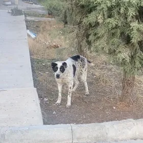 Turkmen alabay it gujik