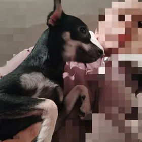 той-терьерчики