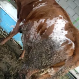 4,5 AŶLYK BOGAZ SYGYR