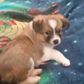 милые щенки