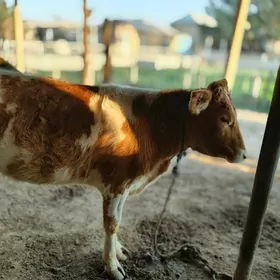 Gibrit tüwe bakylan