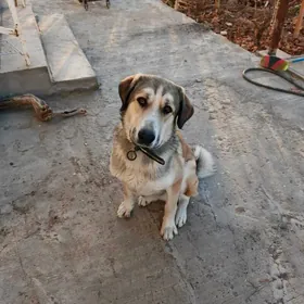 Отдадим собаку