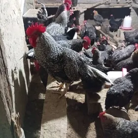 dominant ataks towukyn juje