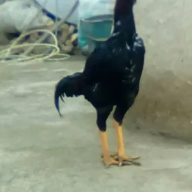 Хораз..Хораз