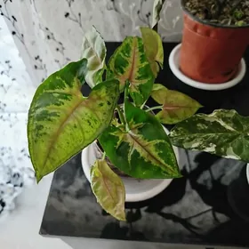 gul, сингониумы, алое, колеус