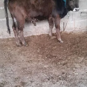 argynal şwes öküz