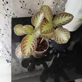 ЦВЕТЫ , gul, ,,потос