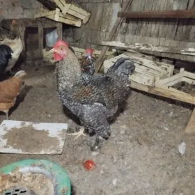 брама гигант хораз