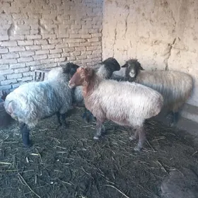 Baky gysyr goýun we goç