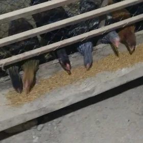 juyje horaz towuk lar