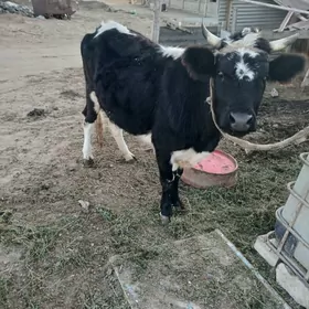 корова ,бык