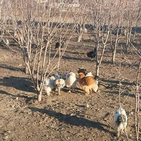 Brama horaz towuk mäki