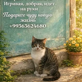 домашние животные