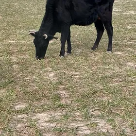 богаз сыгырлар