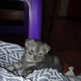 Мальчик Шотландского вислоухог