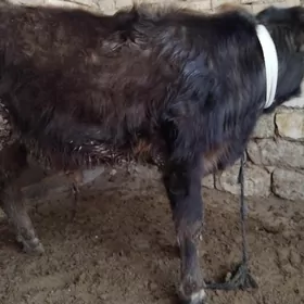 ŞWRS OKÜZ TOHIM YERLI MAL