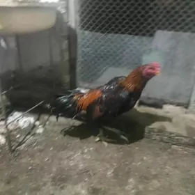 бойцовый петух