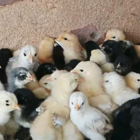 jüÿje õrdek bedene