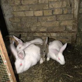 towsan wilikan katys