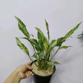 ЖЕНСКОЕ СЧАСТЬЕ