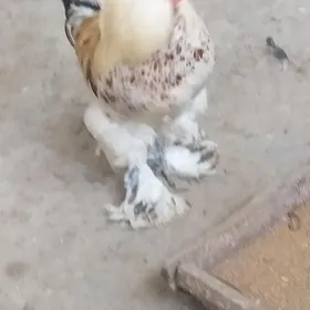 ORGİNAL BRAMA ÇİŞGA HORAZ