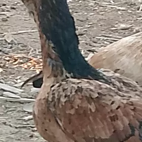 Парода.   товук