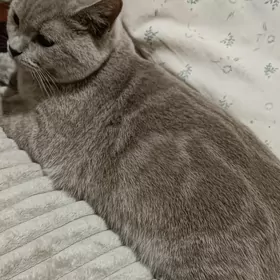 кошка скотиш страйт