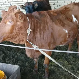 богаз гуложынлар